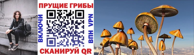 Купить закладки  Курильск  Псилоцибиновые грибы GOLDEN TEACHER 